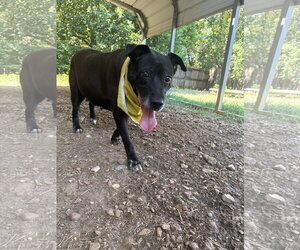Labrador Retriever Dogs for adoption in Jackson, MS, USA