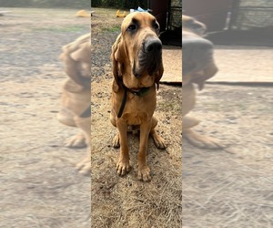 Bloodhound Dogs for adoption in SWEET HOME, OR, USA