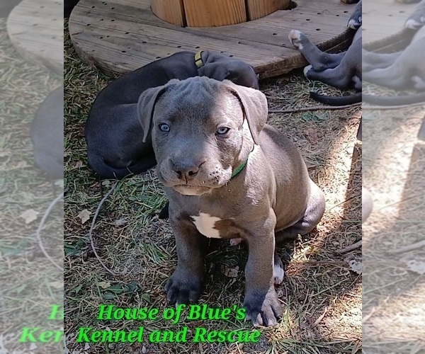 Medium Photo #8 American Pit Bull Terrier Puppy For Sale in DELAWARE, OH, USA