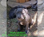 Small #7 American Pit Bull Terrier