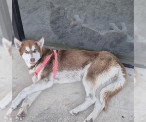 Huskies -Unknown Mix Dogs for adoption in San Antonio, TX, USA