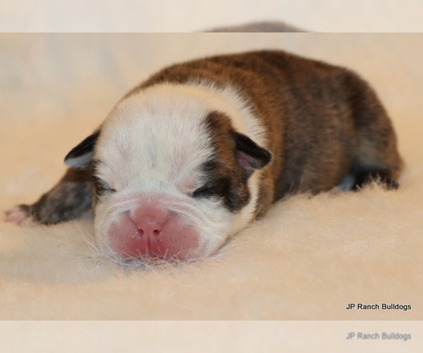 Medium Photo #5 English Bulldog Puppy For Sale in WINNSBORO, TX, USA