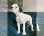 Small Photo #3 Boxer Puppy For Sale in TULSA, OK, USA