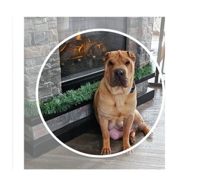 Chinese Shar-Pei Puppy for sale in BLOSSVALE, NY, USA