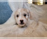 Small #3 Lhasa Apso