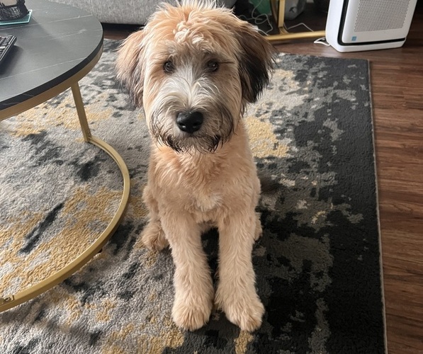 Medium Photo #1 Soft Coated Wheaten Terrier Puppy For Sale in RUSKIN, FL, USA