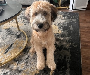 Soft Coated Wheaten Terrier Puppy for sale in RUSKIN, FL, USA