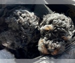 Small Photo #1 Poodle (Toy) Puppy For Sale in ARLINGTON HTS, IL, USA