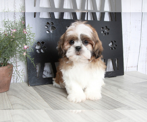 Shih Tzu Puppy for sale in MARIETTA, GA, USA