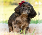 Small Photo #25 Cocker Spaniel Puppy For Sale in WARSAW, IN, USA