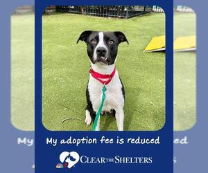 American Pit Bull Terrier-Unknown Mix Dogs for adoption in Boston, MA, USA