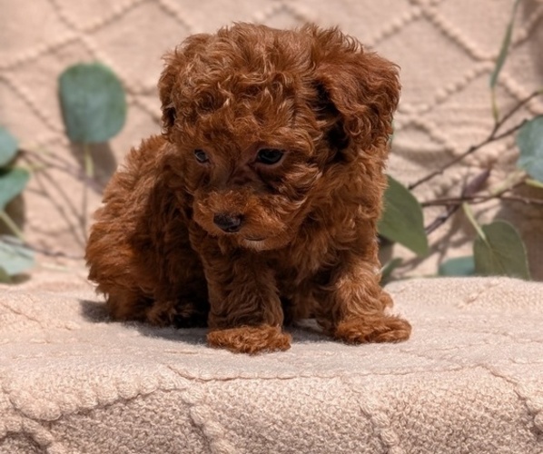 Medium Photo #9 Cockapoo Puppy For Sale in GOSHEN, IN, USA
