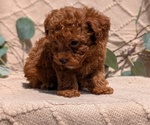Small #7 Cockapoo