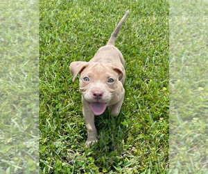 American Bully Puppy for sale in SANFORD, FL, USA