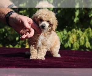 Poodle (Miniature) Puppy for sale in RIPLEY, TN, USA