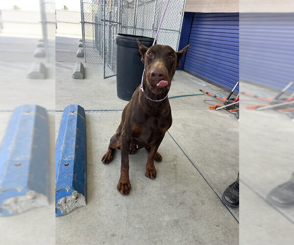 Medium Photo #1 Doberman Pinscher Puppy For Sale in Bakersfield, CA, USA