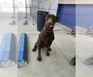 Doberman Pinscher Dogs for adoption in Bakersfield, CA, USA