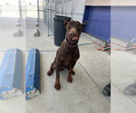 Small Doberman Pinscher