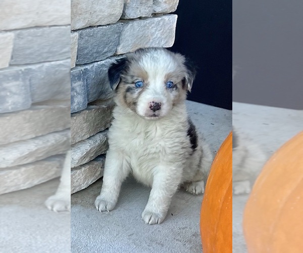 Medium Photo #1 Australian Shepherd Puppy For Sale in LODA, IL, USA