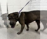 Small Chinese Shar-Pei