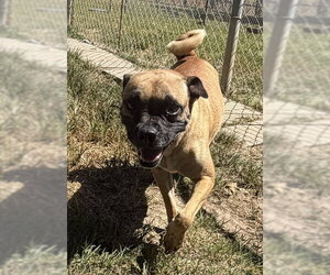 Pug-Unknown Mix Dogs for adoption in Houston, TX, USA