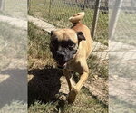Small Pug Mix