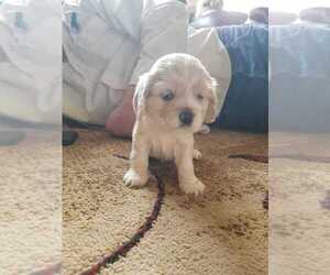Cocker Spaniel Puppy for sale in LOWELL, IN, USA