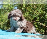 Small #11 ShihPoo