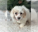Small Photo #6 Poodle (Toy) Puppy For Sale in LOUISA, VA, USA