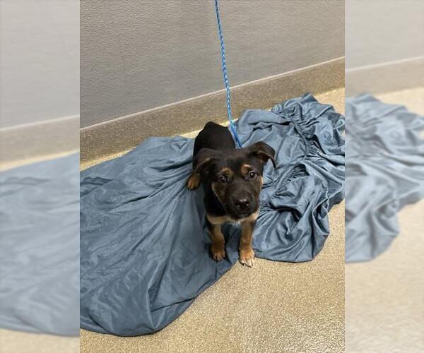 Medium Photo #1 German Shepherd Dog-Unknown Mix Puppy For Sale in Las Vegas, NV, USA