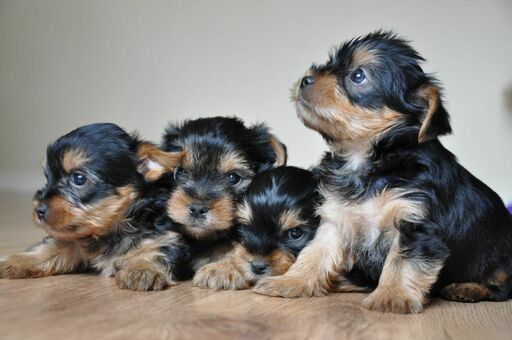 Medium Photo #1 Yorkshire Terrier Puppy For Sale in MOUNT ANGEL, OR, USA