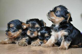 Yorkshire Terrier Puppy for sale in MOUNT ANGEL, OR, USA