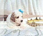 Small Photo #88 Goldendoodle (Miniature) Puppy For Sale in GASTONIA, NC, USA