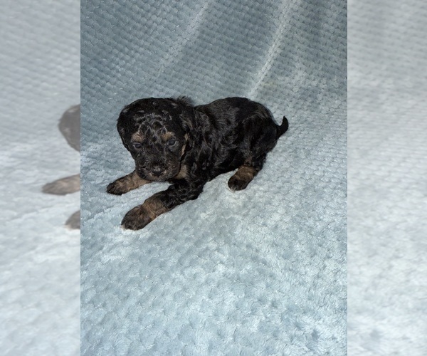 Medium Photo #30 Cavapoo mix (+ Poodle Miniature) Puppy For Sale in MUNFORDVILLE, KY, USA