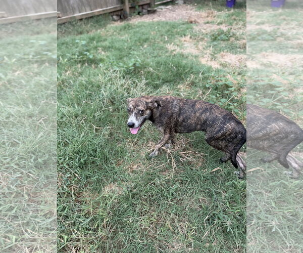 Medium Photo #4 Mountain Cur-Plott Hound Mix Puppy For Sale in Jackson, MS, USA