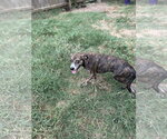 Small Photo #4 Mountain Cur-Plott Hound Mix Puppy For Sale in Jackson, MS, USA