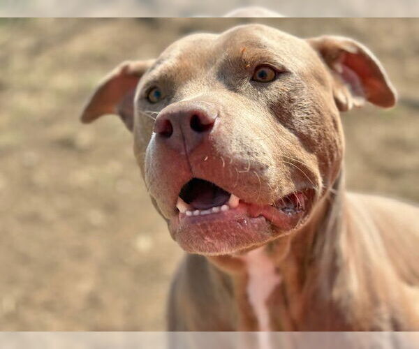 Medium Photo #1 Mutt Puppy For Sale in Tulsa, OK, USA