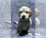 Puppy Green Golden Retriever