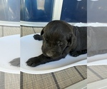 Small #2 Labrador Retriever