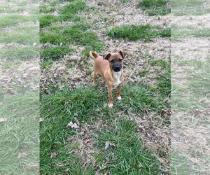 Willy - Male Chihuahua-Unknown Mix Dog for Adoption - Photo #3