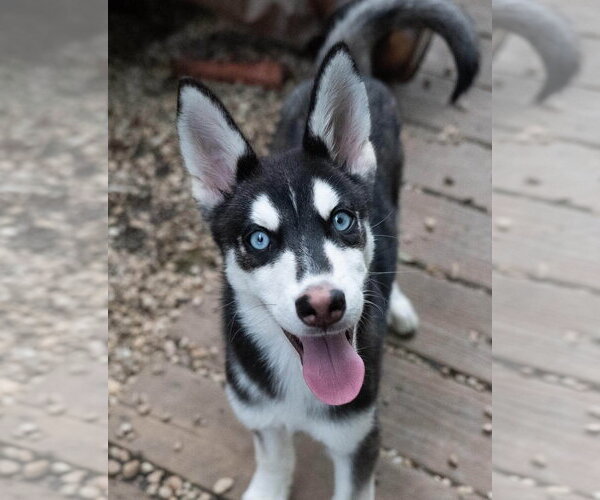 Medium Photo #1 Siberian Husky Puppy For Sale in Matawan, NJ, USA