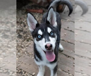 Siberian Husky Dogs for adoption in Matawan, NJ, USA