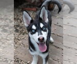 Small Siberian Husky