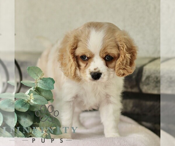 Medium Photo #6 Cavachon Puppy For Sale in BIRD IN HAND, PA, USA