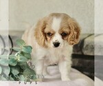 Small #5 Cavachon