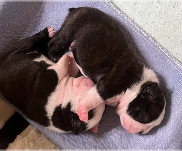 Medium Photo #7 Boston Terrier Puppy For Sale in BURLESON, TX, USA