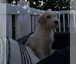 Small #4 Mutt