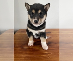 Shiba Inu Puppy for sale in MONETT, MO, USA