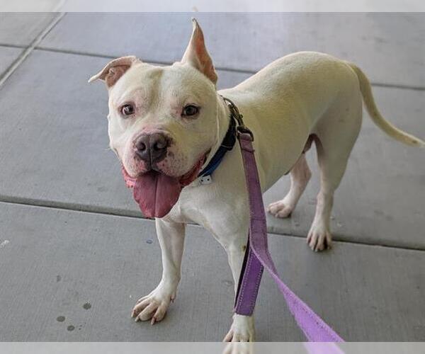 Medium Photo #2 American Pit Bull Terrier-Unknown Mix Puppy For Sale in Las Vegas, NV, USA
