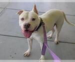 Small #1 American Pit Bull Terrier Mix